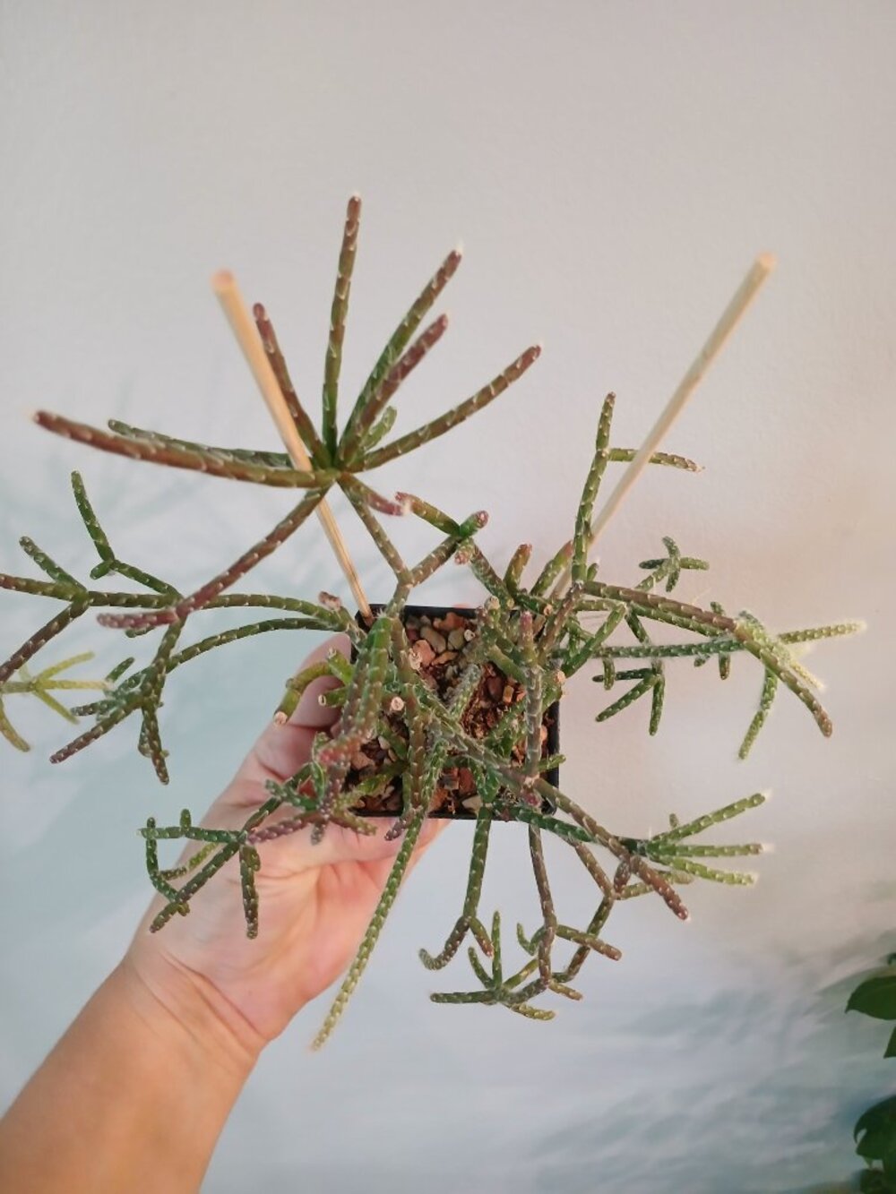 Rhipsalis Pilocarpa - Picture 3 of 3